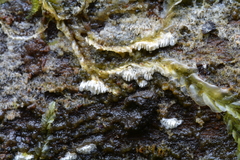 Cerrena zonata