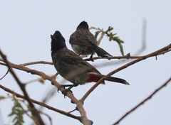Pycnonotus cafer
