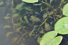Potamogeton lucens