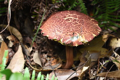 Boletellus