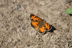 Phyciodes cocyta