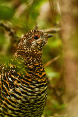 Canachites canadensis