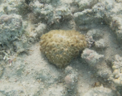 Palythoa tuberculosa