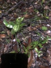Pterostylis barbata