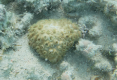 Palythoa tuberculosa
