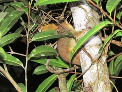 Microcebus lehilahytsara