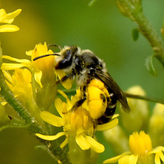 Callandrena