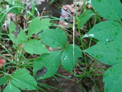 Cameraria guttifinitella
