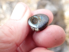 Austrominius modestus