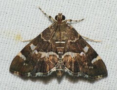 Hymenia perspectalis