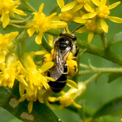 Callandrena
