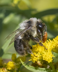 Bombus impatiens