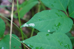 Cameraria guttifinitella