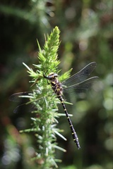 Cordulegaster boltonii