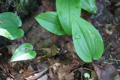Maianthemum canadense