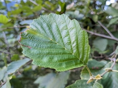 Alnus incana