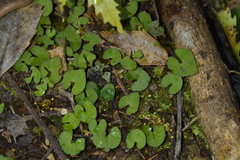 Acianthus sinclairii