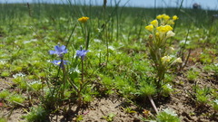 Castilleja campestris