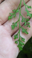 Asplenium ruta-muraria