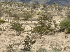 Larrea tridentata