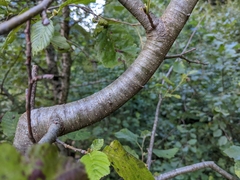 Alnus incana