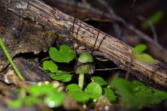 Corybas vitreus