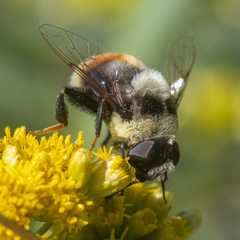 Eristalis flavipes