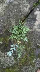 Asplenium ruta-muraria