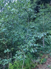 Alnus incana