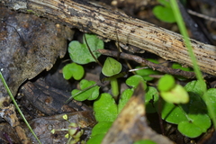 Corybas vitreus