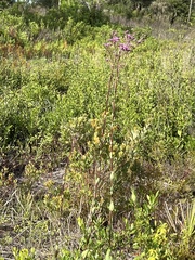 Carphephorus odoratissimus