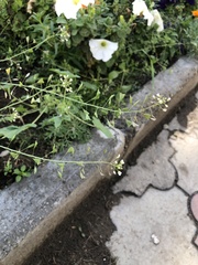 Capsella