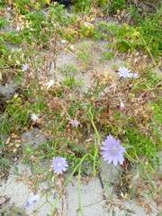 Cichorium intybus