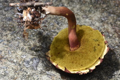 Boletellus