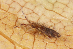 Orchesella flavescens