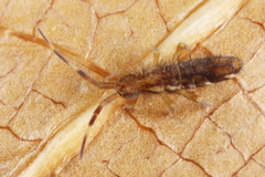 Orchesella flavescens