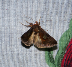 Autographa bractea