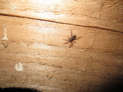 Intruda signata
