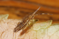 Orchesella flavescens