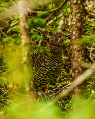 Canachites canadensis