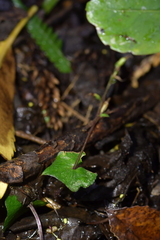 Acianthus sinclairii