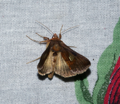 Autographa bractea