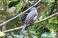 Hypsipetes madagascariensis