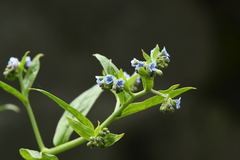 Cynoglossum