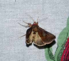 Autographa bractea