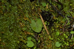 Corybas oblongus