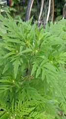 Ambrosia