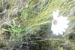 Dimorphotheca nudicaulis