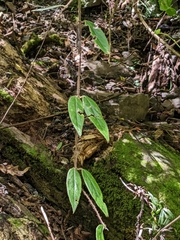 Lonicera