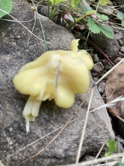 Entoloma murrayi